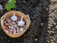 Use o alho desta forma em suas plantas e árvores e diga adeus a qualquer praga