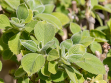 Que o boldo é ótimo para a saúde todos sabem, mas você não imagina como é fácil plantar em casa!