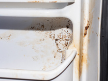 3 truques para evitar que sua geladeira se torne um criadouro de bactérias e fungos