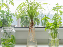 Os 5 temperos que crescem na água para cultivar na cozinha e ter sempre à mão: suas receitas ficarão muito mais saborosas