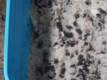 Sorvete de Oreo