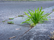 Adeus, agrotóxico: a solução caseira que está matando as ervas daninhas da calçada com um truque de 10 minutos