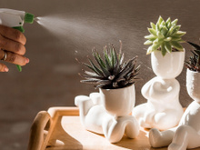 Não é o sol: o verdadeiro inimigo das suculentas no calor e a culpa é sua