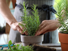 É assim que eu sempre tenho alecrim fresco em casa: o truque simples que faz a planta crescer muito