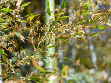 Após 120 anos de crescimento, um bambu japonês acabou de florescer. E isso é um problema
