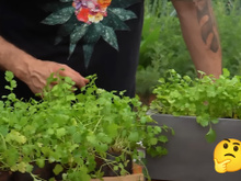 Eu amo coentro e só uso fresco nas receitas depois que aprendi com um jardineiro os segredos para cultivar o tempero em casa