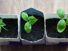 Depois que aprendi essa ideia genial, nunca mais joguei caixa de leite no lixo