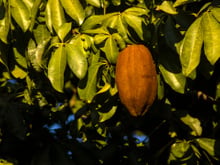 Muita gente tem em casa: 3 plantas valiosas para a nutrição que o TudoGostoso recomenda conhecer