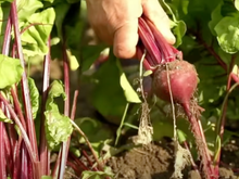 Beterraba livre de agrotóxicos só plantando em casa: esse é o melhor passo a passo para plantar em vaso ou no canteiro e com dicas de cultivo!
