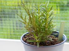 Não serve só como tempero: benefícios de colocar um vaso de alecrim no quarto