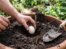 Enterre um ovo na terra e veja o que acontece: este truque simples pode transformar suas plantas