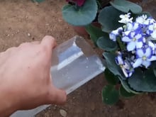 Fiz essa mistura caseira para uma orquídea que estava quase morrendo e agora não para de sair raízes