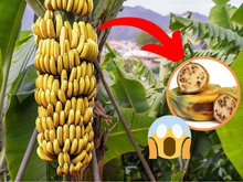 Os dias da banana como a conhecemos estão contados. Uma pequena variedade australiana quer salvá-la