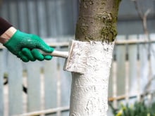 Por que pintam as árvores de branco nas plantações? Entenda o que é a caiação do tronco e se vale a pena fazer em casa