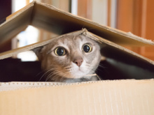 6 alimentos proibidos para gatos