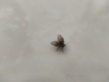 Chega de moscas de banheiro: saiba por que elas aparecem e acabe de uma vez por todas com esse problema!