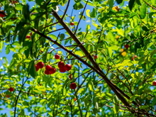 Fruta o ano inteiro: descubra a árvore ideal para cultivar em casa e fazer sucos e geleias com o TudoGostoso