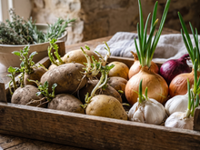 Batatas, cebolas e alho com brotos: jogar fora ou comer? TudoGostoso explica o que você precisa saber