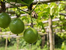 Poucos sabem, mas essas são as etapas para plantar maracujá no quintal e colher belos frutos