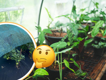 Nem panos, nem estufa: o truque caseiro simples e econômico que está salvando as minhas plantas no inverno