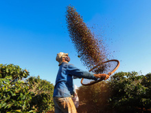 Tour do café: viaje por cinco estados do Brasil e conheça os diversos cultivos do grão