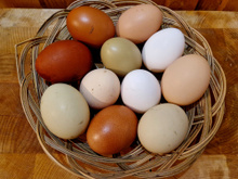 Kathy Alfaro, nutricionista: “Nem todos os ovos são iguais. Existem três variedades.”