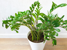 Se sua mãe não te ensinou, eu te ensino: esse é o segredo para deixar a sua zamioculca sempre saudável