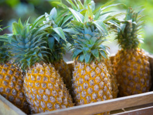 Agora eu só compro abacaxi docinho depois que aprendi essas dicas que ajudam na hora de escolher a fruta