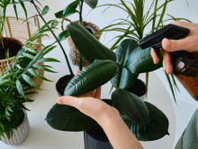 Esse truque caseiro mudou todas as plantas da minha casa; elas cresceram do dia para a noite!