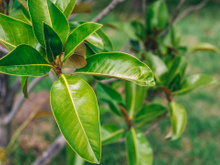 A carne dos pobres: a planta trepadeira que tem mais proteína que o feijão