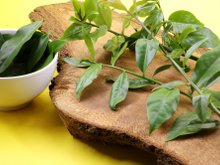 Ora-pro-nóbis é hortaliça maromba? Rica em proteína, folha ganhou apelido de 'carne verde'