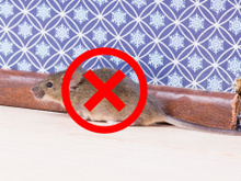 Mantenha os ratos longe de sua casa permanentemente com uma mistura simples borrifada no chão