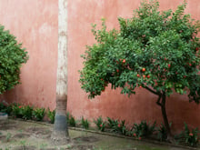 Não tem muito espaço em casa? Essas 5 árvores frutíferas crescem sem danificar calçadas e pisos e também podem ficar em vasos
