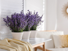 Minha avó sempre teve essas plantas em casa e nunca vimos um mosquito por lá