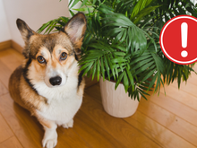 Planta popular na decoração pode atrair carrapatos e afetar seu cachorro ou gato sem você saber