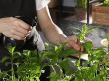 Ter hortelã em casa é mais fácil do que você pensa e com essa dica ela vai ficar sempre cheia e perfumada