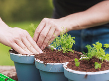 Agora só como coentro direto do vaso: aprendi a plantar com um especialista e é realmente muito fácil, aprenda o passo a passo do plantio e tempo de colheita
