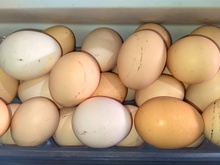 A cor da casca do ovo importa? Ou são todos iguais? Descubra qual escolher!