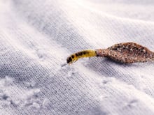 Dois ingredientes baratos e as traças desapareceram do armário como se tivessem sido levadas pelo vento: não me preocupo mais com roupas com esse truque do TudoGostoso