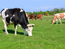 Vaca louca no Brasil: entenda se caso no Pará pode afetar o consumo de carne bovina no país
