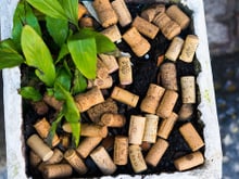 María Ferrarotto, especialista em plantas: “Se você colocar rolhas na terra dos vasos de flores, isso ajudará as plantas a se recuperarem e a produzirem flores”