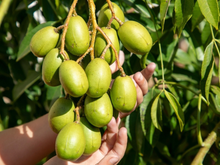 Conheça a fruta tropical que nasce em qualquer lugar e ajuda na digestão
