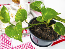 Plantas para decorar a cozinha: confira 6