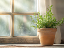 Vaso inteligente transforma plantas em animais de estimação: invenção milionária faz com que as plantas reajam ao toque e sejam companheiras interativas