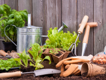 Horta em casa: confira algumas dicas para cultivar suas próprias hortaliças e temperos