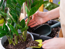 Nem pouca luz, nem substrato inadequado: esse é o maior erro no cultivo da zamioculca