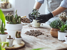 São resistentes, mas não imortais: como cuidar de cactos e suculentas dentro e fora de casa                                     "