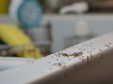 Nunca mais teve formiga na pia aqui de casa depois que fiz esse truque simples