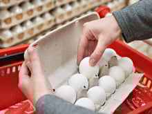 "Crise do ovo" nos EUA pode afetar o seu bolso: especialistas explicam como aumento de preço e até roubo de carga pode afetar o Brasil