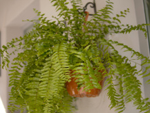 Nem na sala, nem na varanda: o melhor lugar para pendurar a samambaia é em um cômodo que ninguem coloca